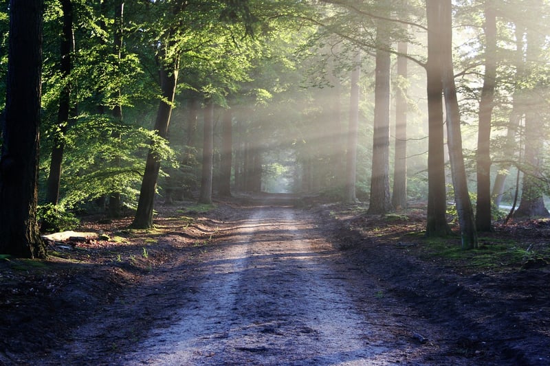 Path in nature